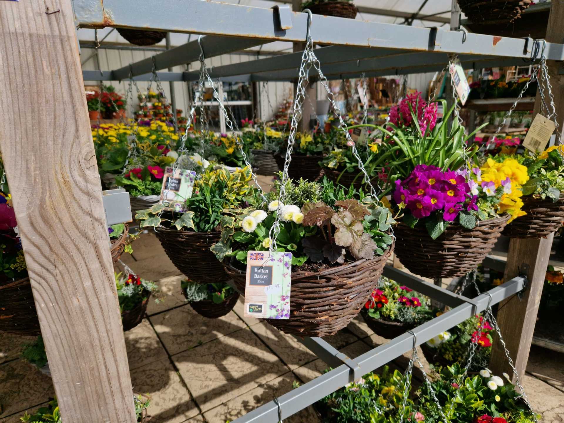 hanging baskets of flowers